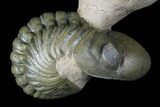 Stunning Crotalocephalina & Reedops Trilobite Association #175054-10